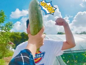 百万网红雅典娜吃瓜,揭秘吃瓜背后的娱乐江湖