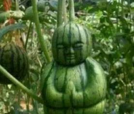 韩城网红吃瓜事件真相,真相背后的网络狂欢与反思